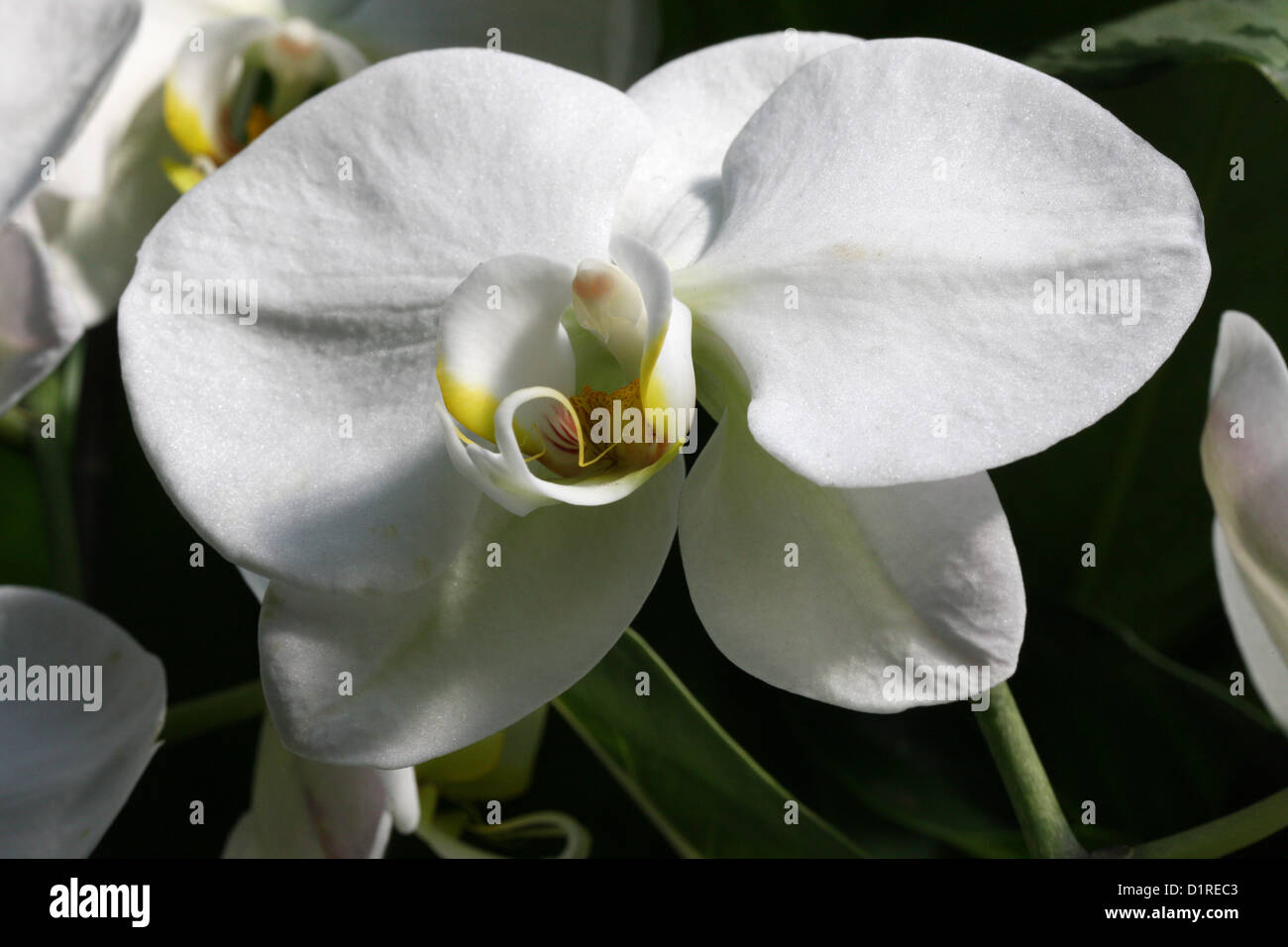 White Moth Orchid, Phalaenopsis Hybrid, Orchidaceae. Stock Photo