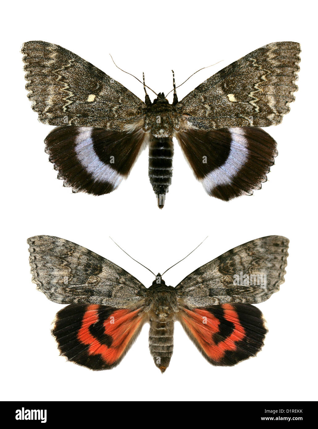 Clifden Nonpareil or Blue Underwing, Catocala fraxini, Catocalinae and Red Underwing, Catocala nupta, Catocalinae, Noctuidae. Stock Photo