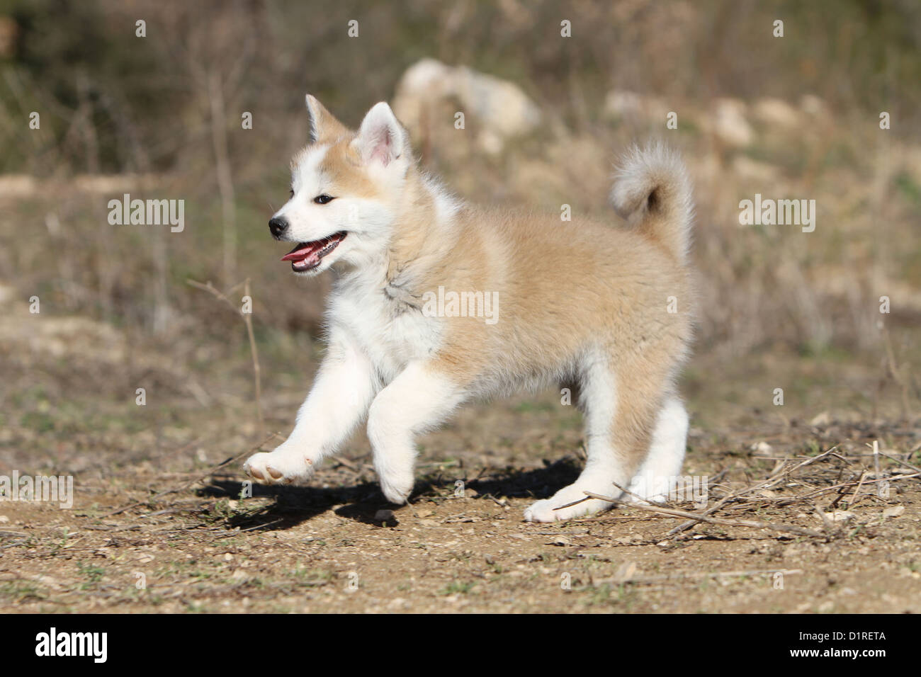 fawn akita puppy