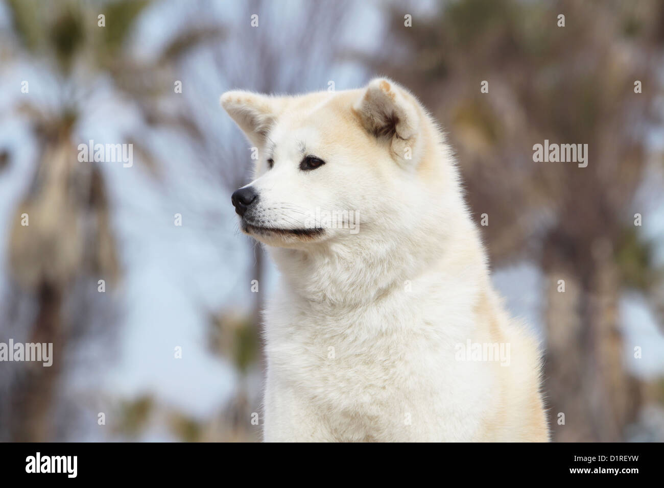 Dog Akita inu / Japanese Akita adult fawn portrait Stock Photo - Alamy