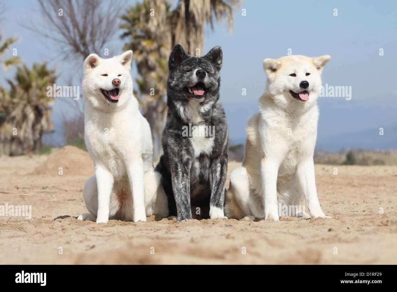 Dog Akita inu  / Japanese Akita three adults different colors sitting on the beach Stock Photo