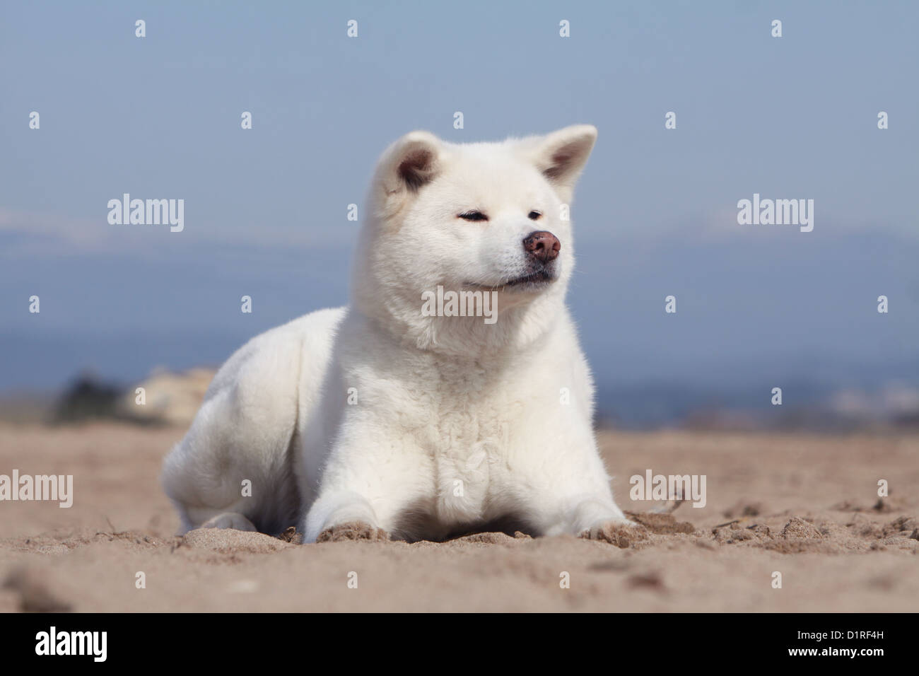 Dog Akita inu / Japanese Akita adult white lying on the beach ...