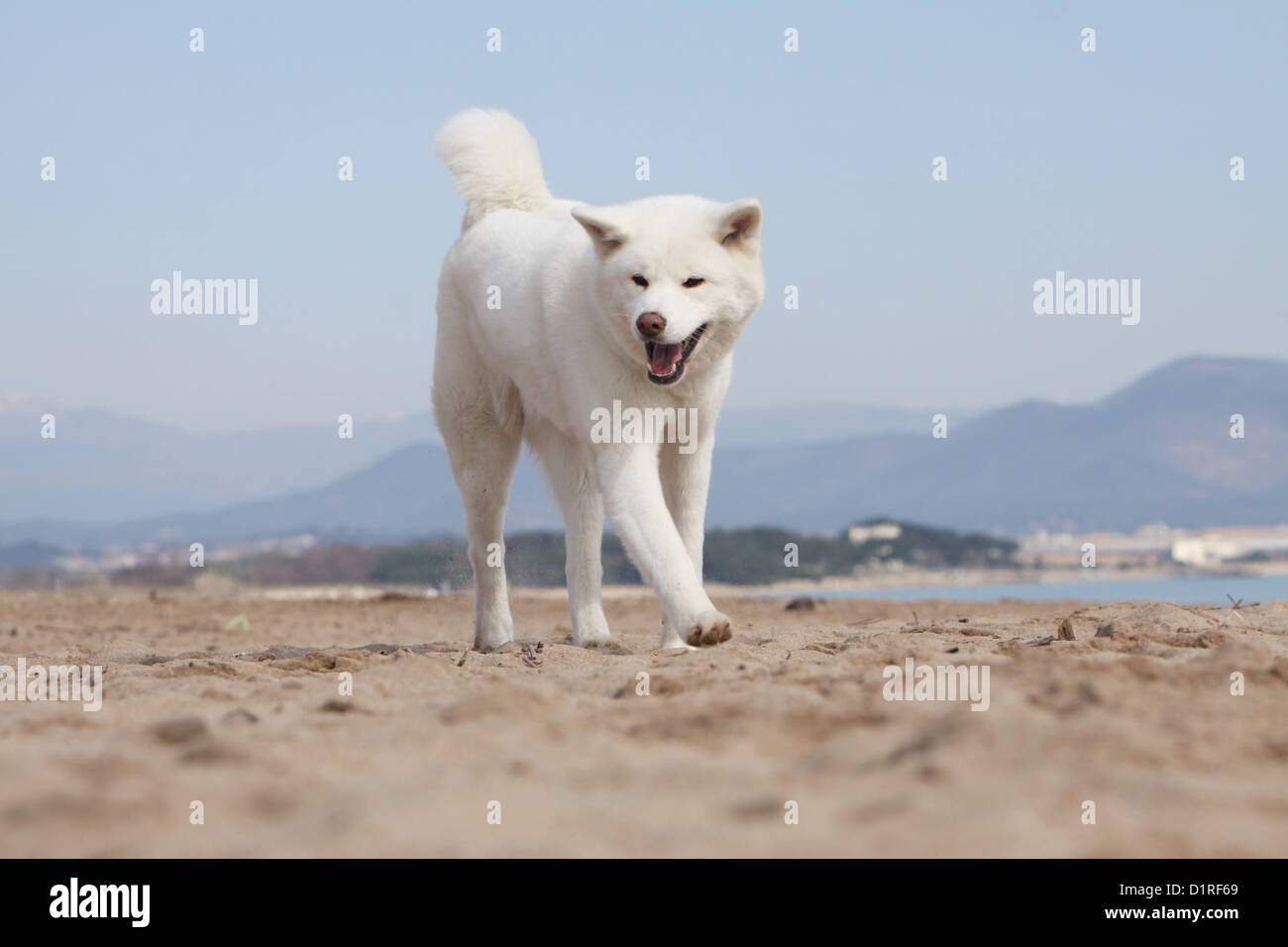 Akita inu dog adult looking hi-res stock photography and images ...