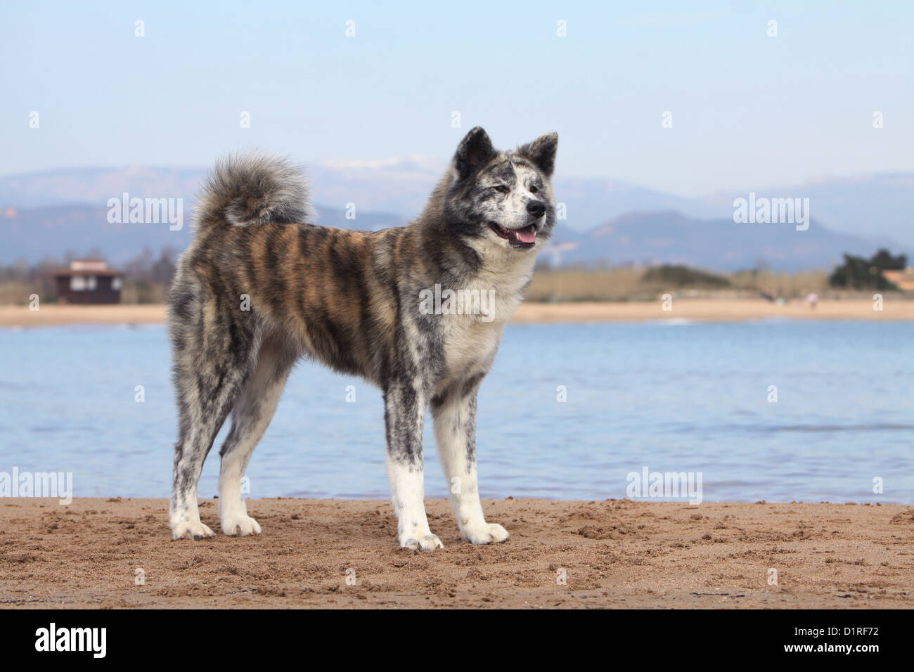 Japanese akita inu brindle Clearance