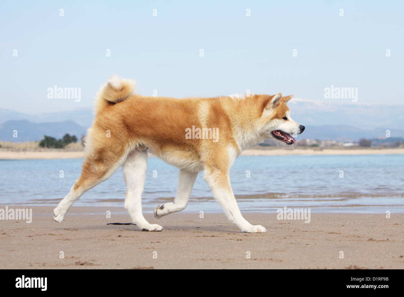 Dog Akita inu / Japanese Akita adult fawn running on the beach Stock