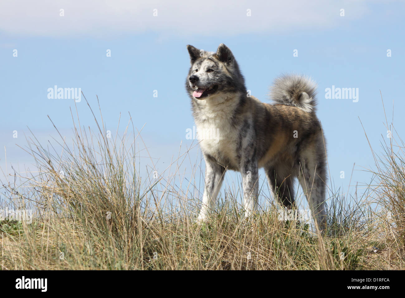 Dog Akita inu  / Japanese Akita adult brindle standing Stock Photo