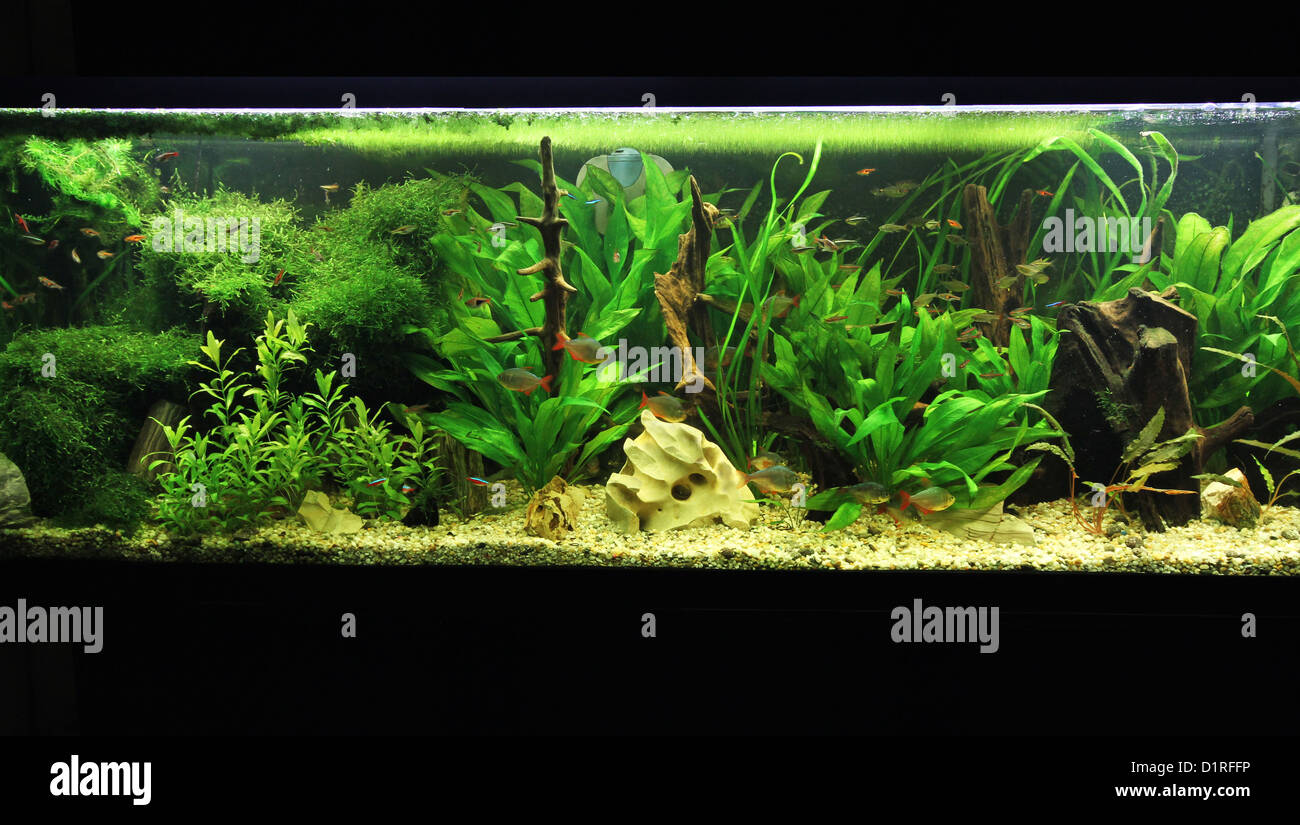 A beautiful planted tropical freshwater aquarium. Stock Photo