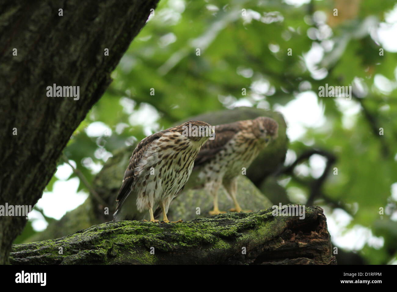 Juveniles Cooper's hawks (Accipiter cooperii) in the forest Stock Photo