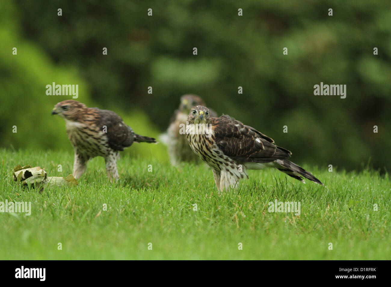 Juveniles Cooper's hawks (Accipiter cooperii) in the forest Stock Photo