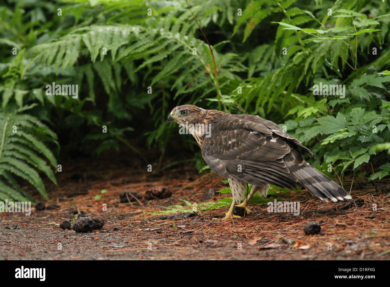 Cooper's hawk (Accipiter cooperii) in the forest Stock Photo