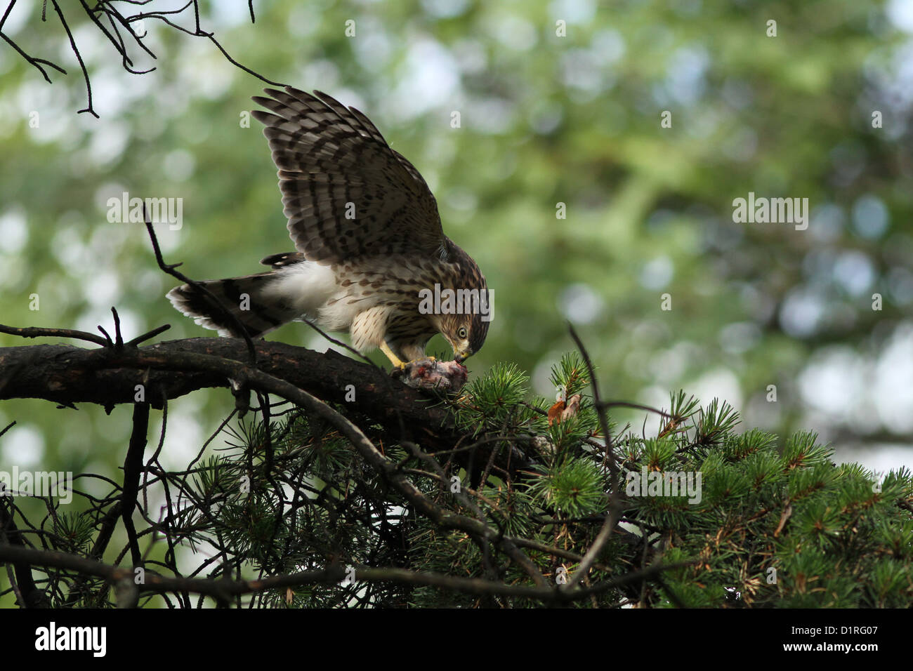 Juveniles Cooper's hawk (Accipiter cooperii) take a meal. Stock Photo