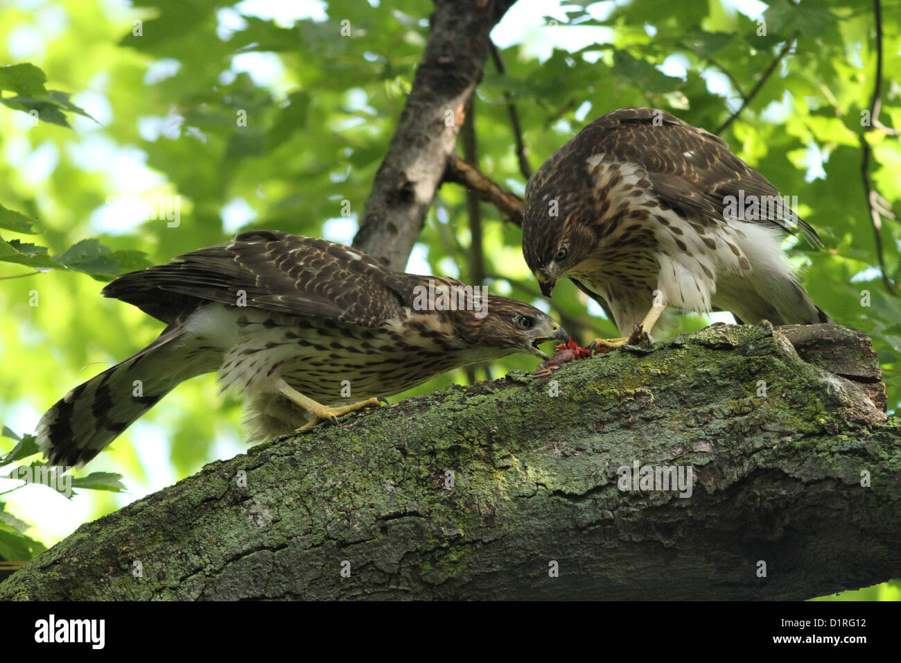 Juveniles Cooper's hawks (Accipiter cooperii) sharing the prey Stock Photo