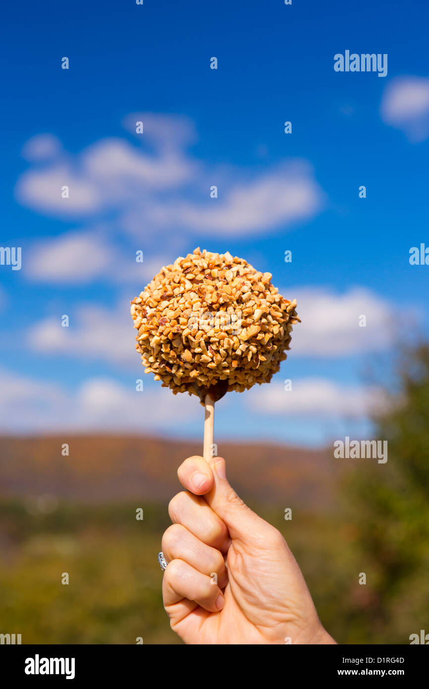 VIRGINIA, USA - Caramel covered apple with nuts on a stick. Stock Photo