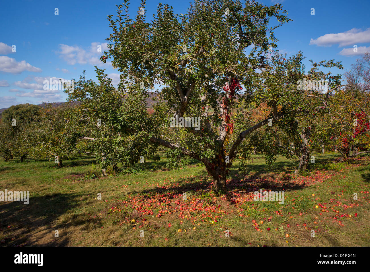 Apple tree in orchard hi-res stock photography and images - Alamy
