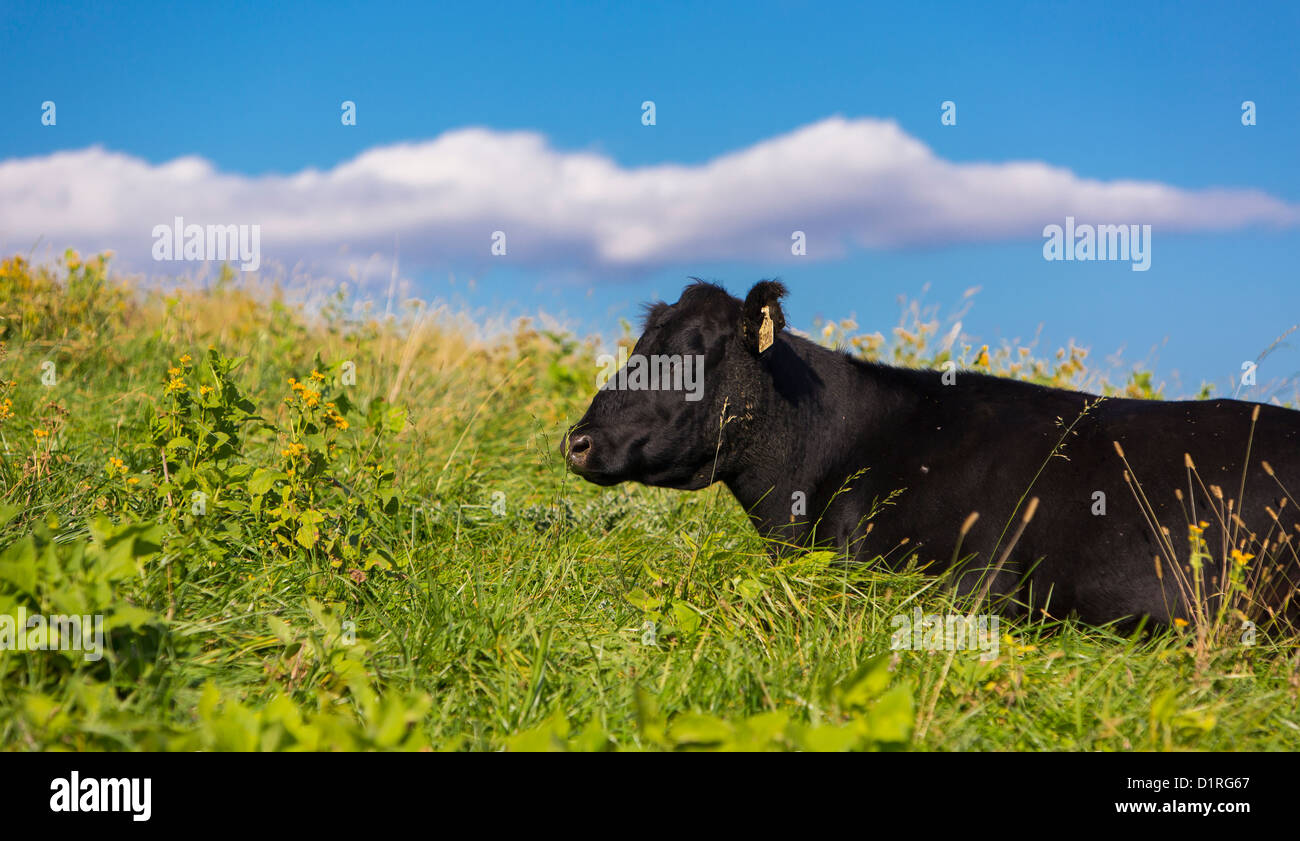 DELAPLANE, VIRGINIA, USA - Cattle at Sky Meadows State Park. Stock Photo