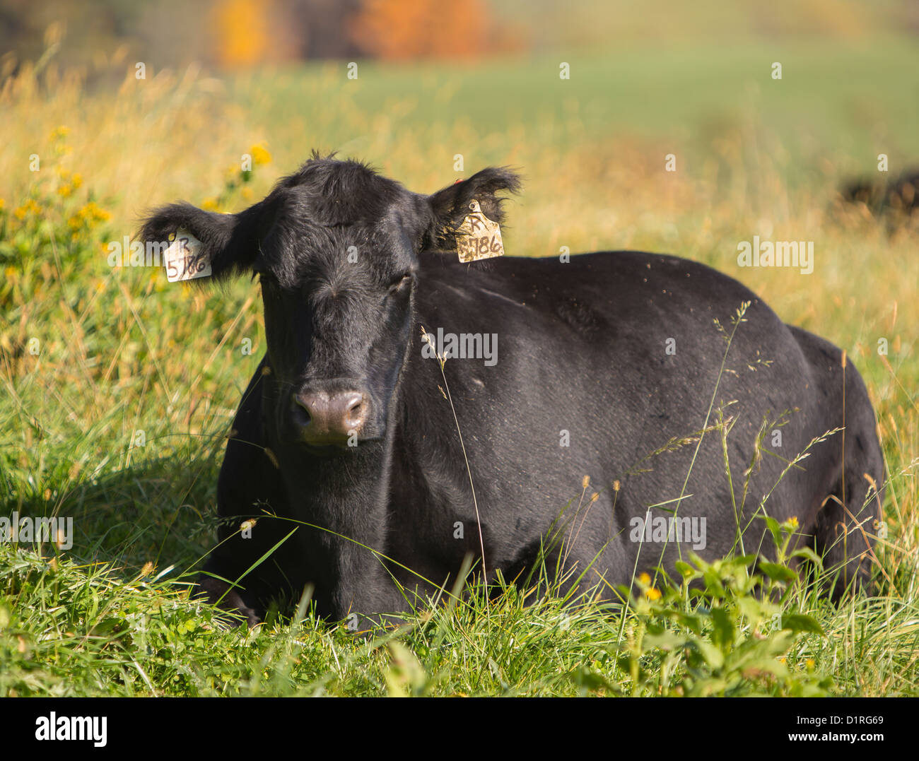 DELAPLANE, VIRGINIA, USA - Cattle at Sky Meadows State Park. Stock Photo