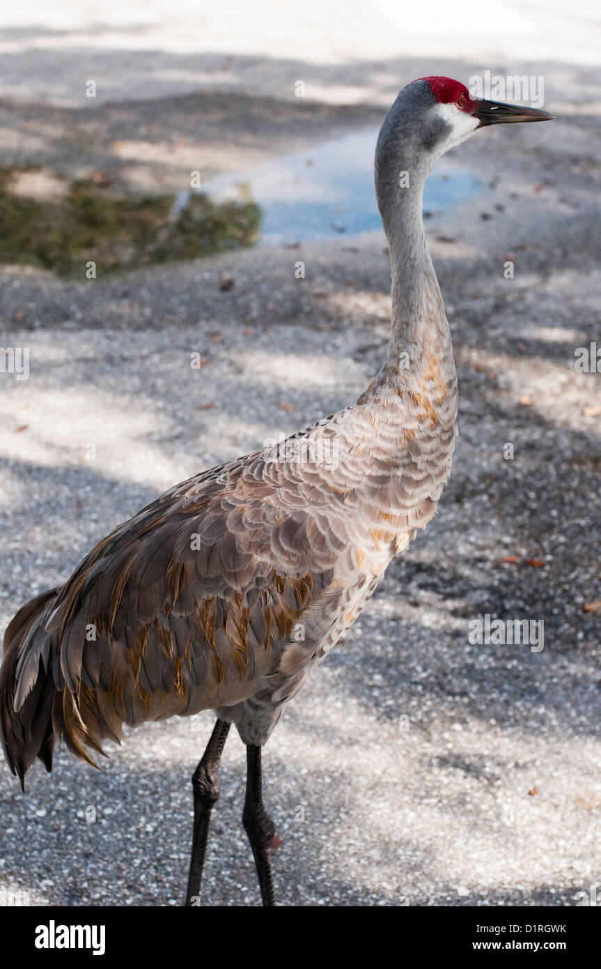 A Florida Sandhill Crane in residential area Stock Photo - Alamy