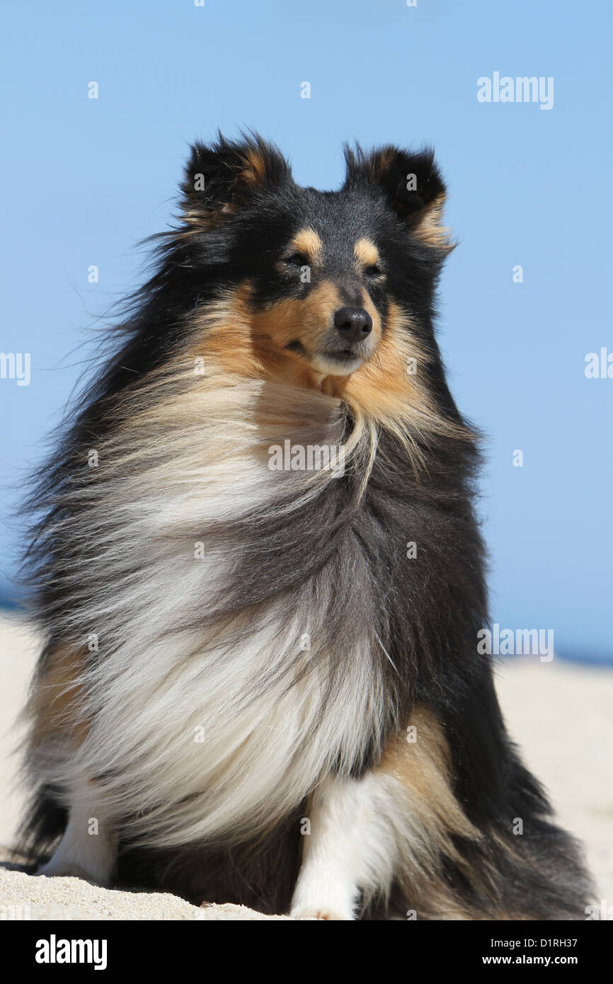 Dog Shetland Sheepdog / Sheltie adult (tricolor) portrait Stock Photo
