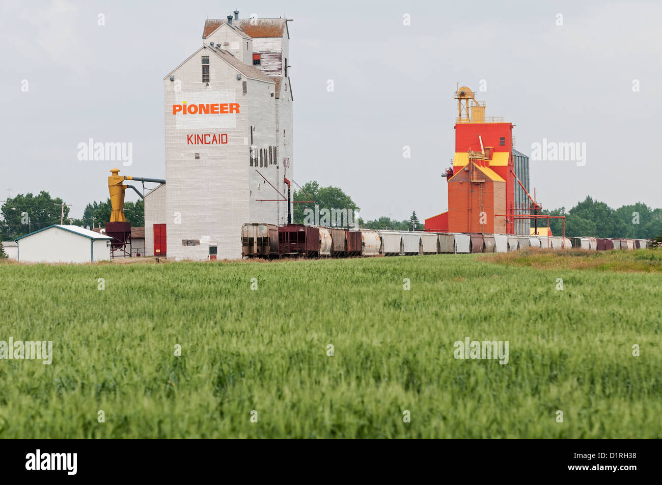 A field of (ripening) wheat grain elevators and rail cars, Kincaid, Saskatchewan, Canada. Stock Photo