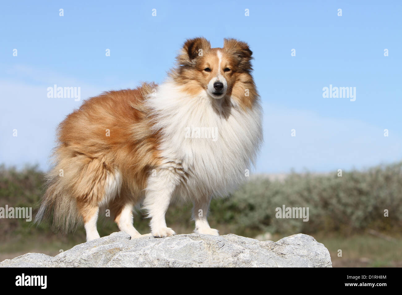 Dog Shetland Sheepdog / Sheltie adult (sable white) standing on a rock Stock Photo