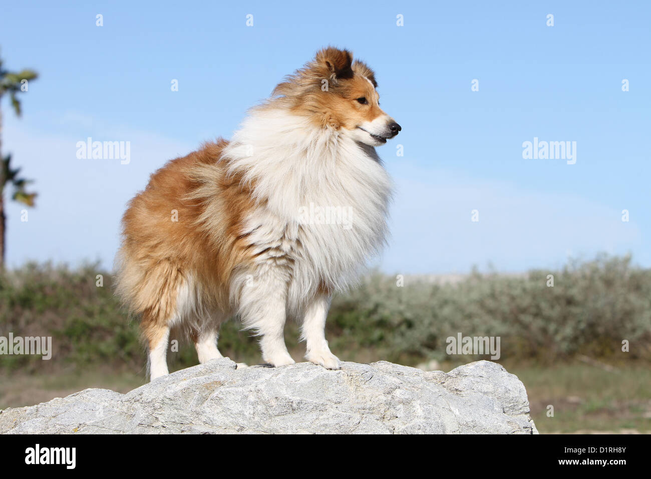 Dog Shetland Sheepdog / Sheltie adult (sable white) standing on a rock Stock Photo