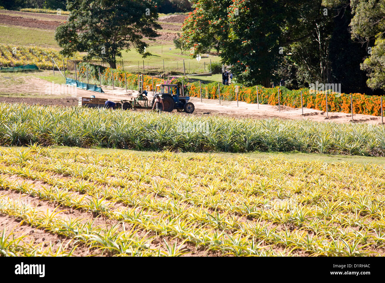 growing pineapples at the big pineapple in queensland,australia Stock Photo Alamy