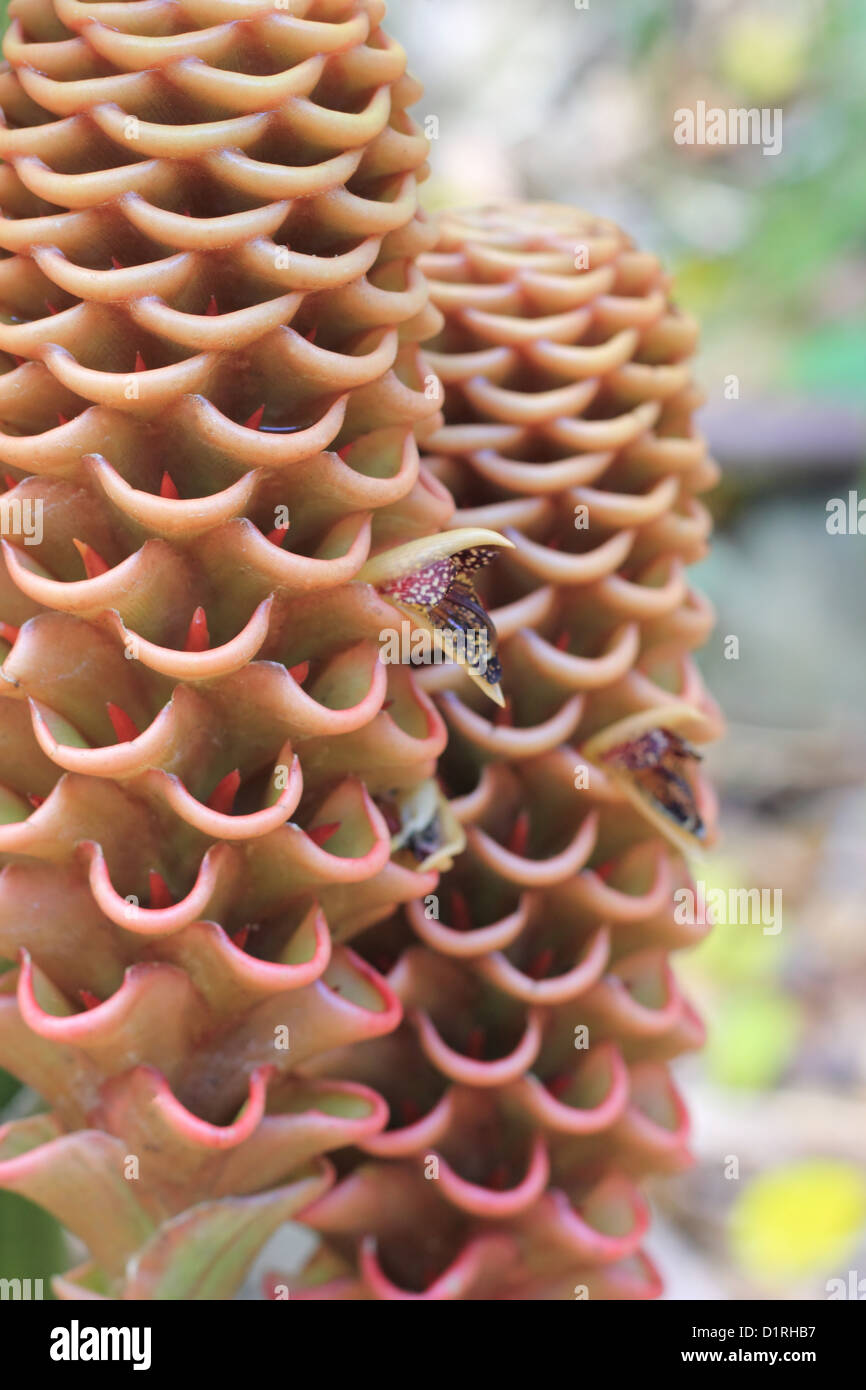 Honeycomb Ginger (Zingiber Spectabile) Beehive flowers Stock Photo