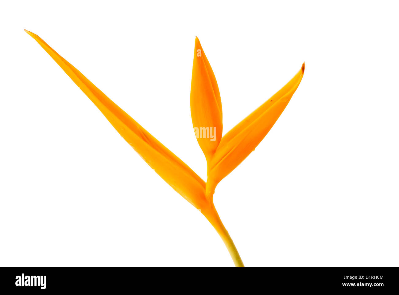 Yellow Orchid on the white background Stock Photo - Alamy