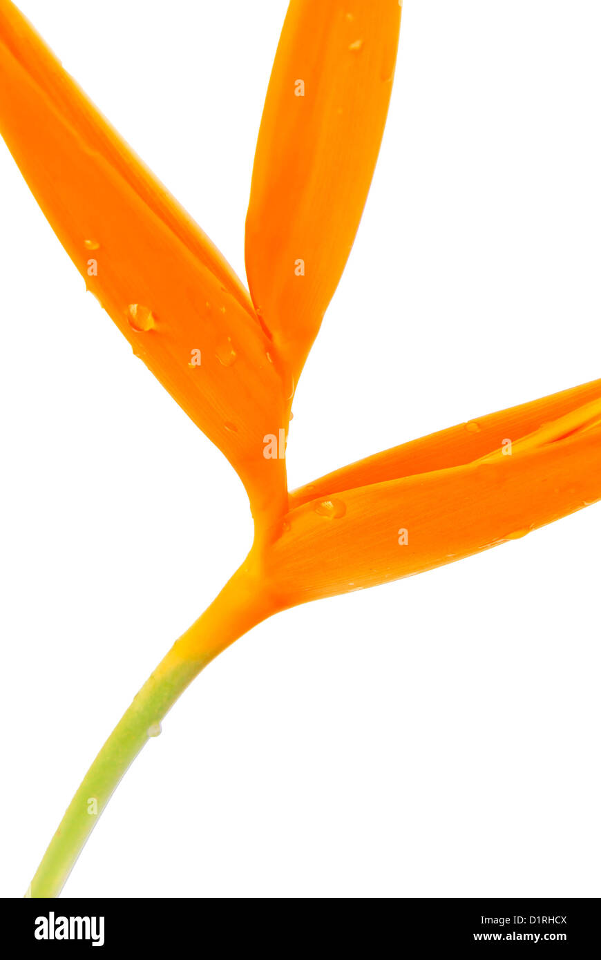 Yellow Orchid on the white background Stock Photo - Alamy