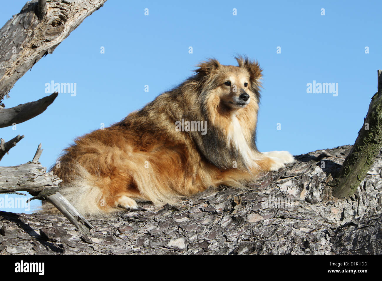 Dog Shetland Sheepdog / Sheltie adult (sable white) lying on a tree Stock Photo