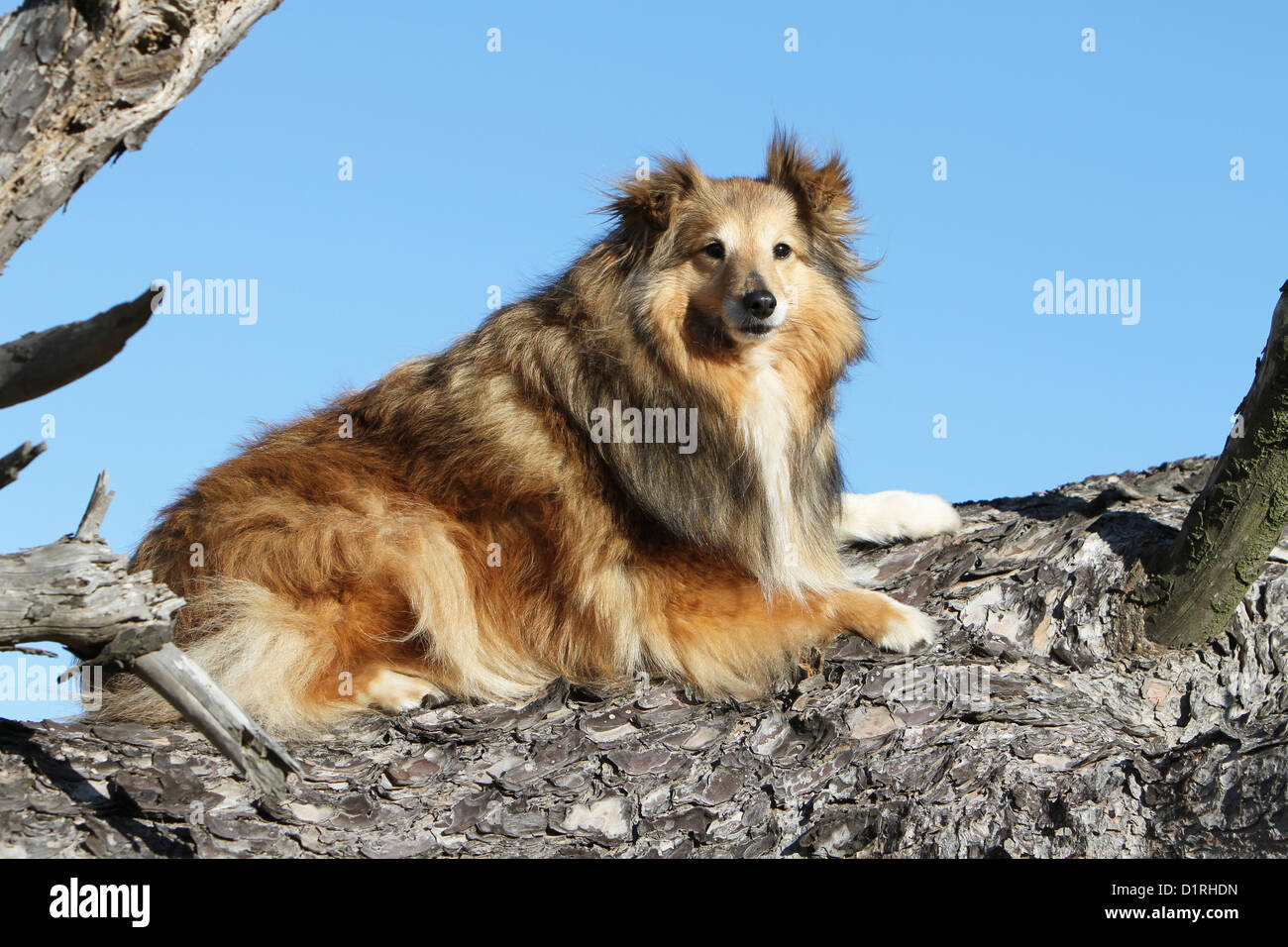 Dog Shetland Sheepdog / Sheltie adult (sable white) lying on a tree Stock Photo