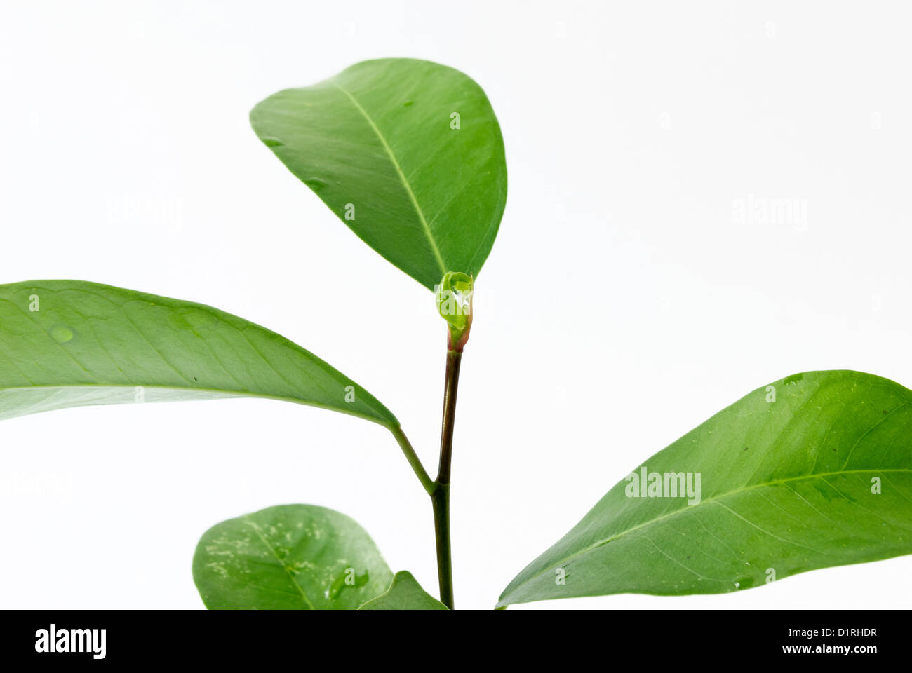 Leaf and water drop on the white background Stock Photo - Alamy