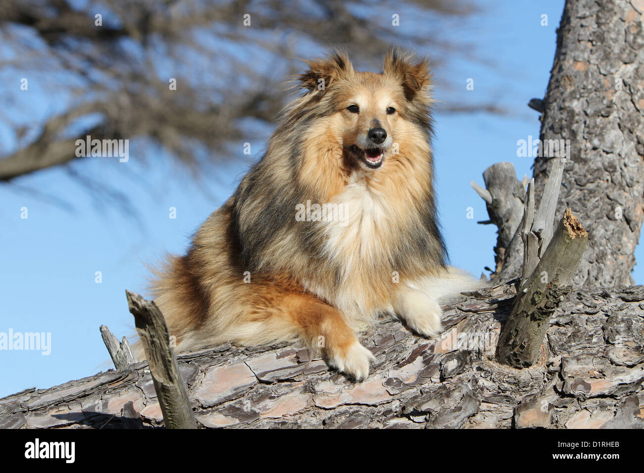 Dog Shetland Sheepdog / Sheltie adult (sable white) lying on a tree Stock Photo