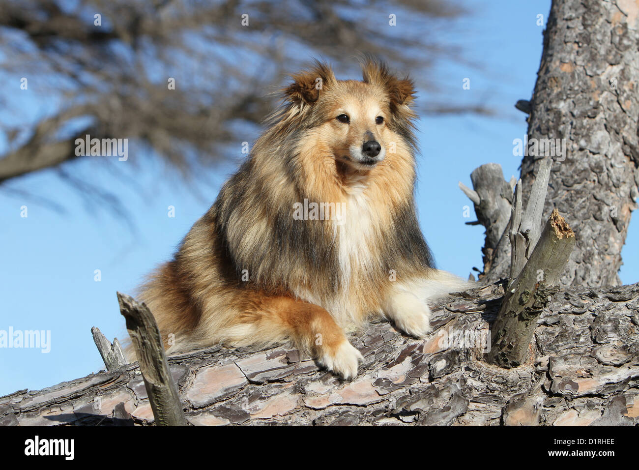 Dog Shetland Sheepdog / Sheltie adult (sable white) lying on a tree Stock Photo