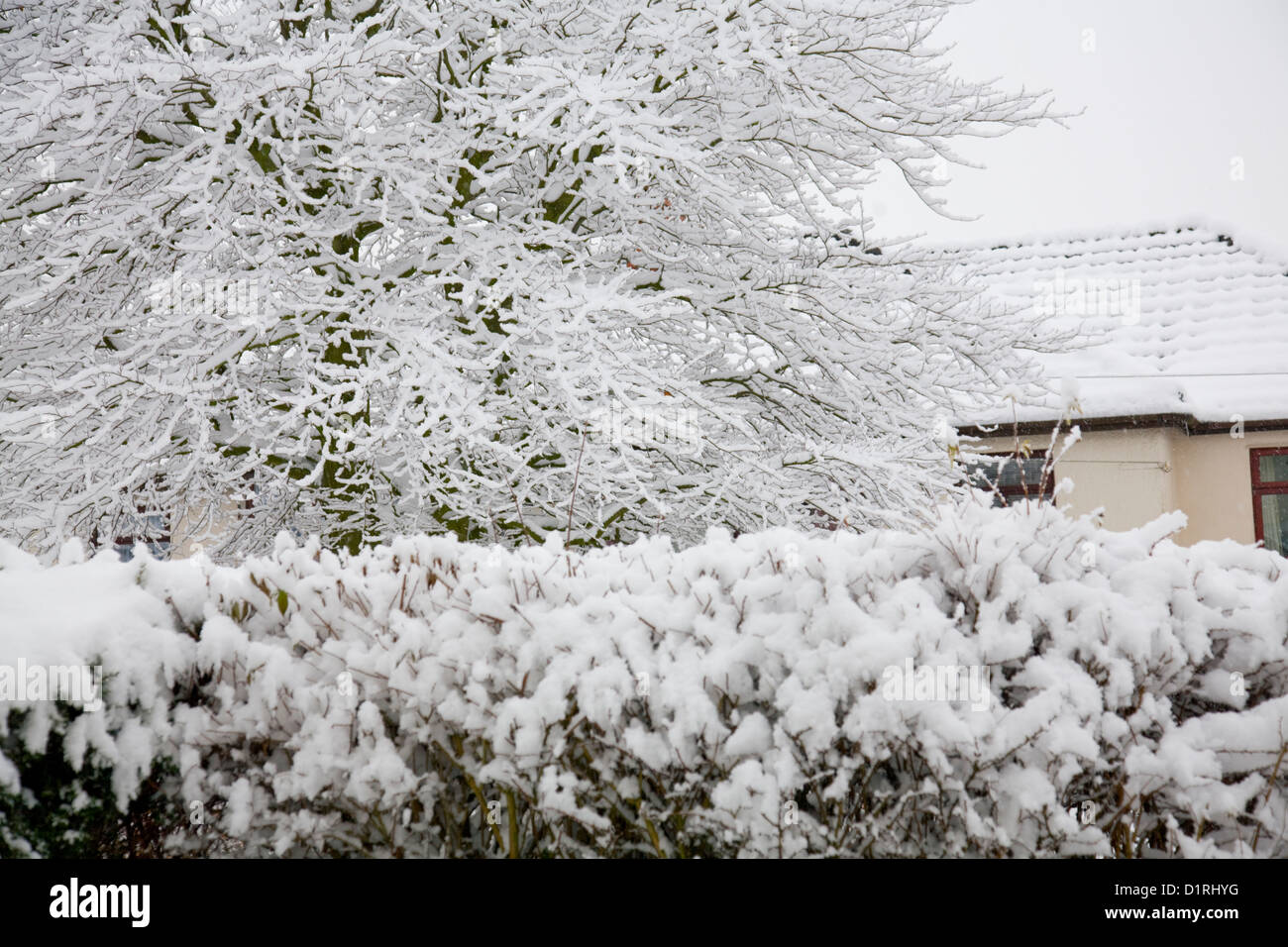 thick snow on a tree and bushes Stock Photo