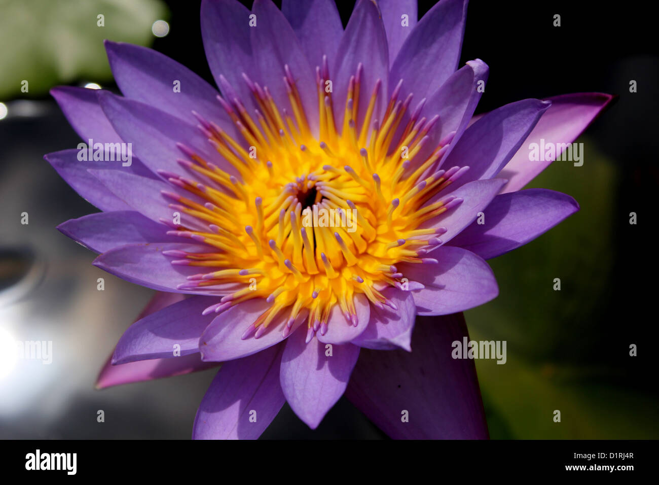 Purple and yellow water lily in Thailand Stock Photo