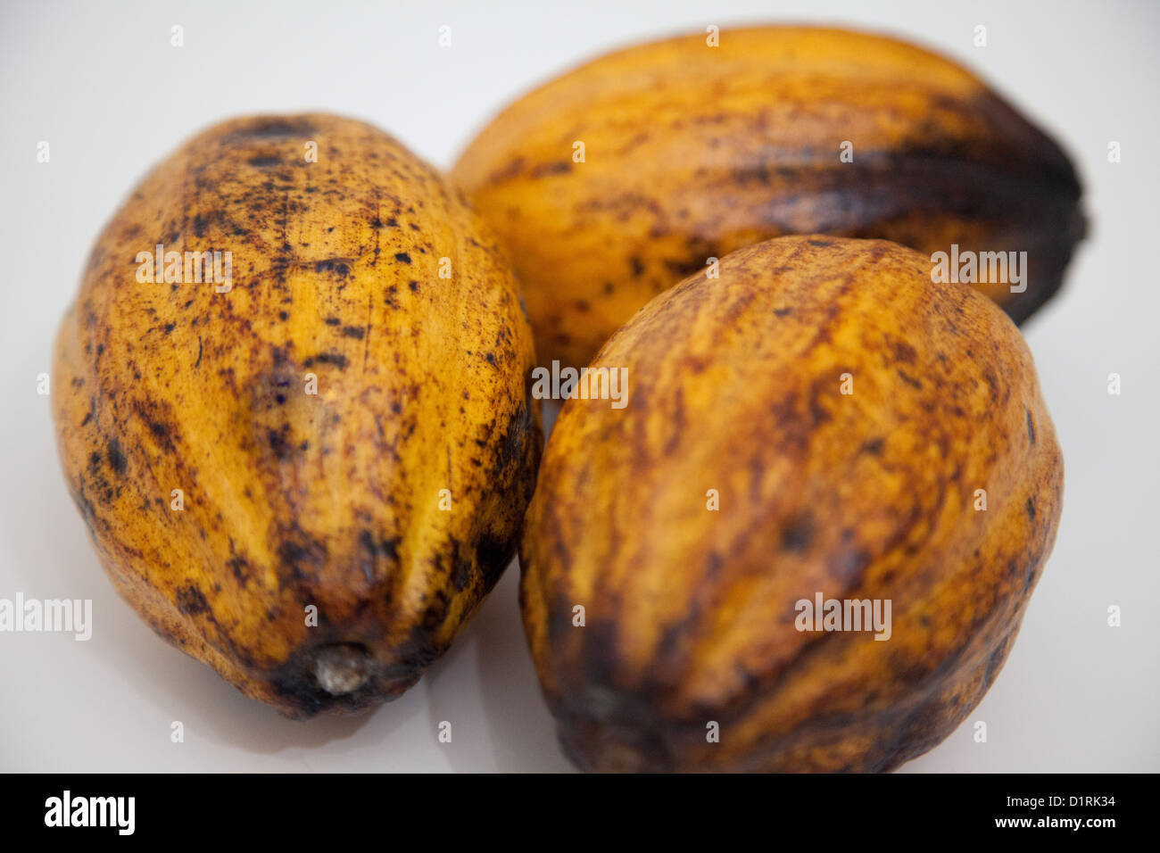 Yellow Cocoa Pods (Cacao) packshot Stock Photo