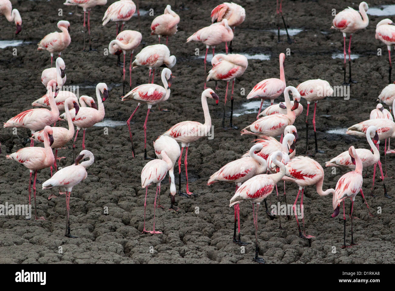 Flamingo in Arusha National Park. Safari in Tanzania Africa Stock Photo