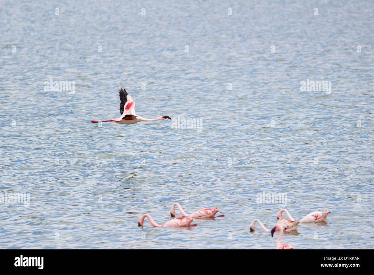Flamingo in Arusha National Park. Safari in Tanzania Africa Stock Photo