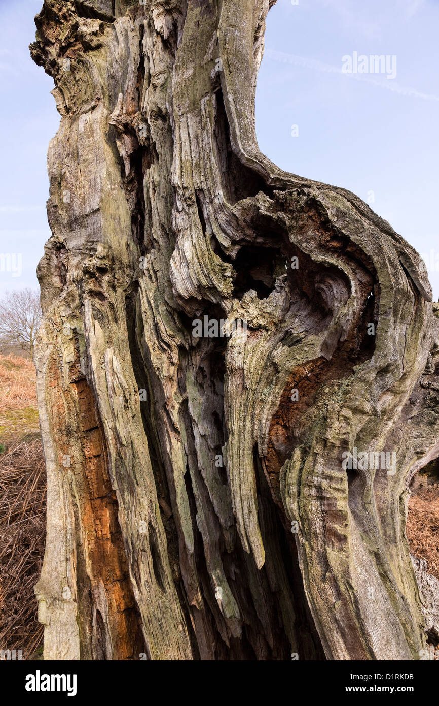 Closeup of old dead tree trunk, Bradgate Park, Leicestershire, England, UK Stock Photo