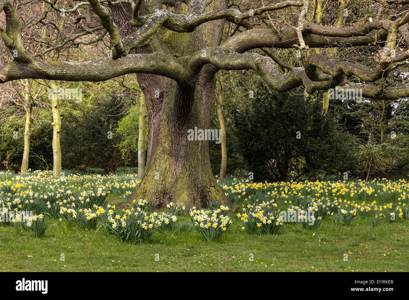 Growing under tree hires stock photography and images Alamy