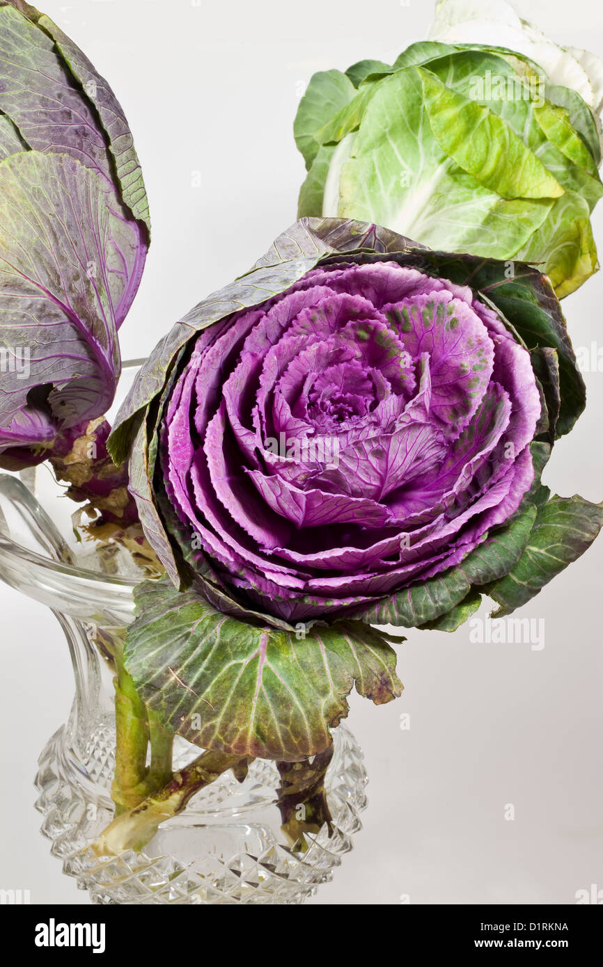 Decorative cabbage : Brassica oleracea acephala Stock Photo