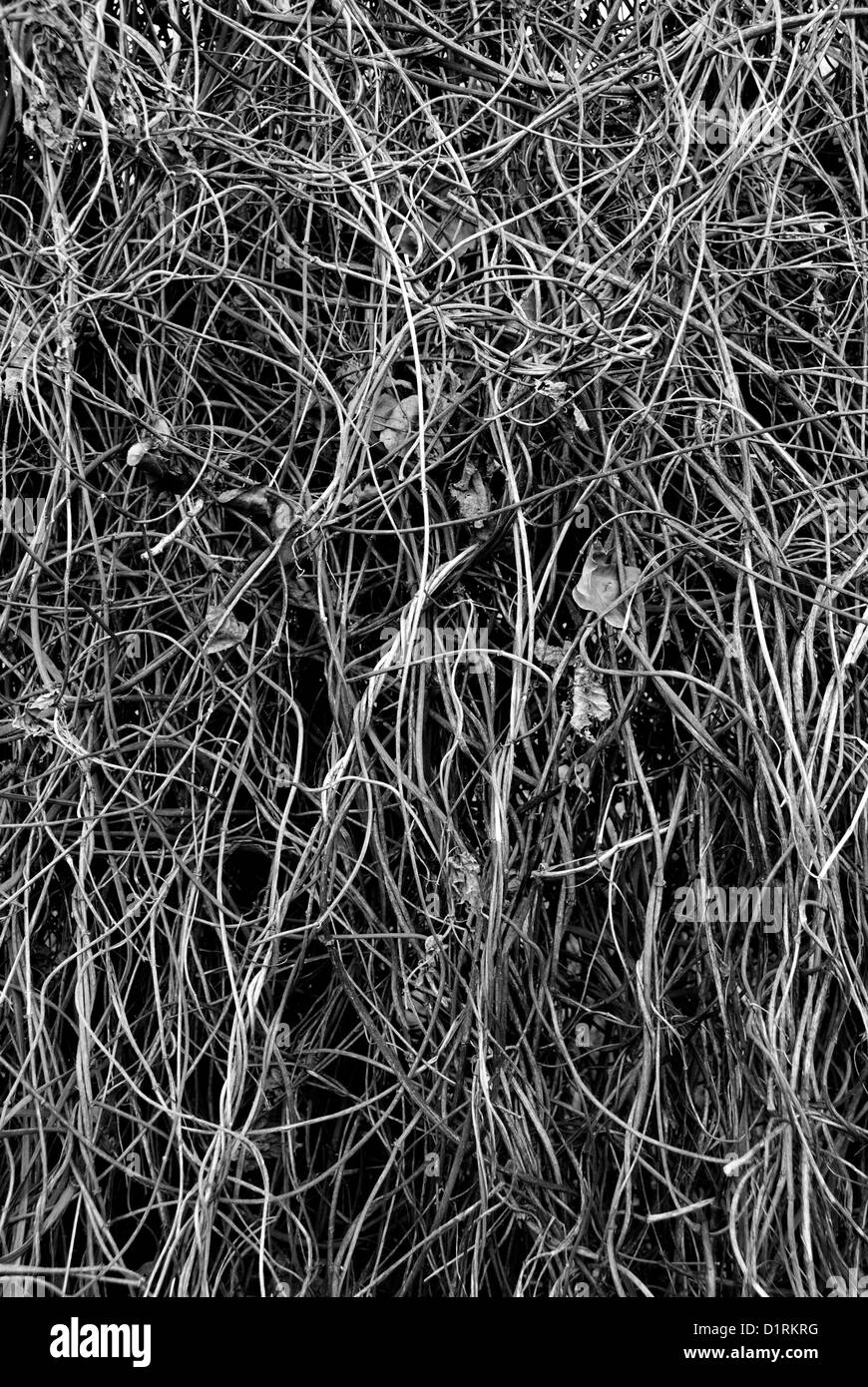 Plants with roots pattern Black and White Stock Photos & Images - Alamy
