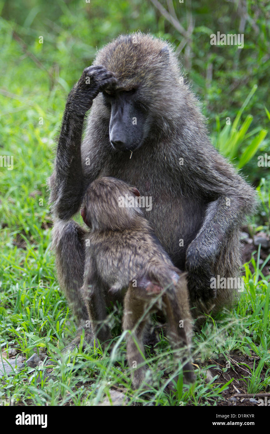 Baboons in Arusha National Park Tanzania Africa Stock Photo