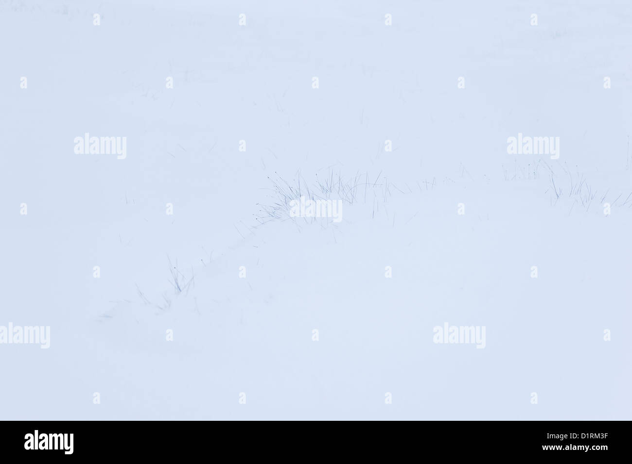 White beak-sedge in the snow Stock Photo
