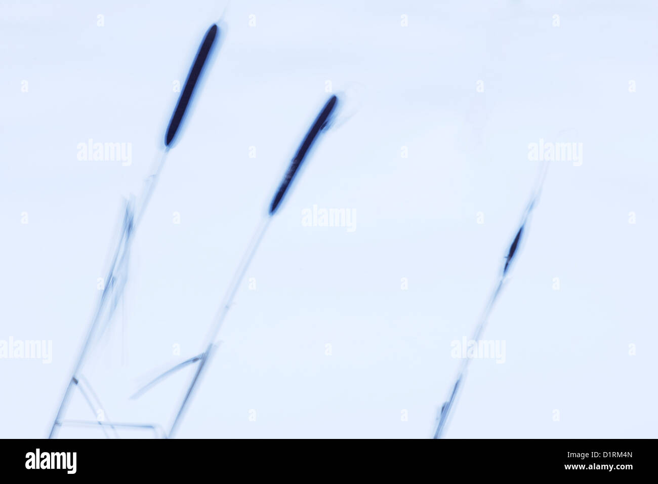 Common bulrush Stock Photo