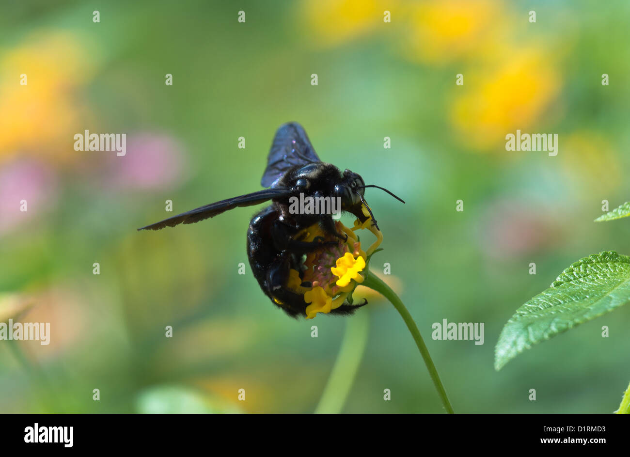 A carpenter bee collecting pollen (Xylocopa Stock Photo Alamy