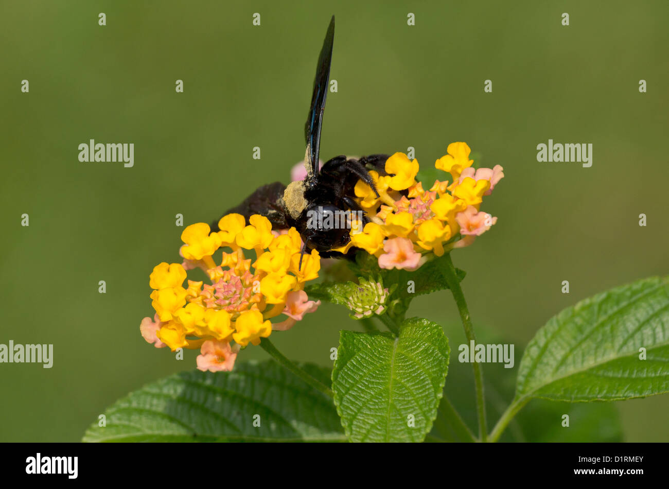 A carpenter bee collecting pollen (Xylocopa Stock Photo Alamy