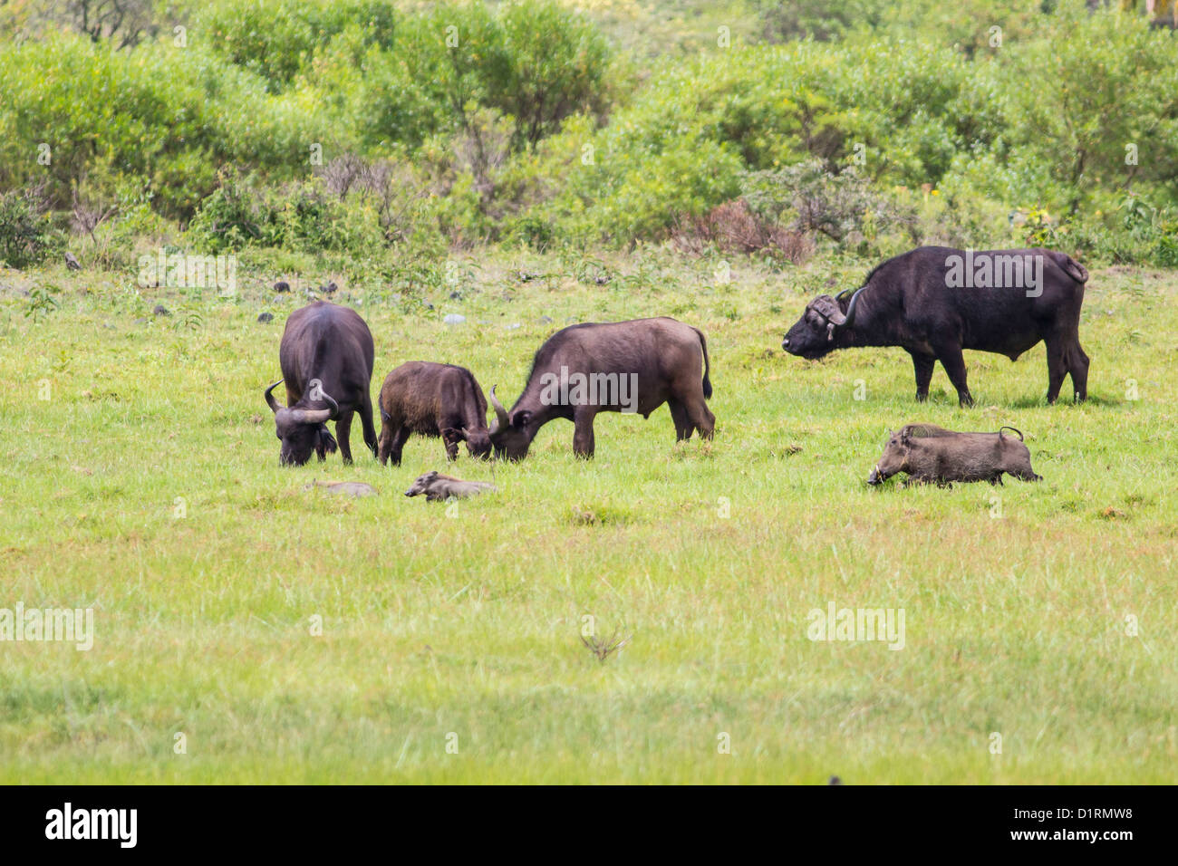 Buffalo, Arusha National Park, Tanzania, East Africa Stock Photo