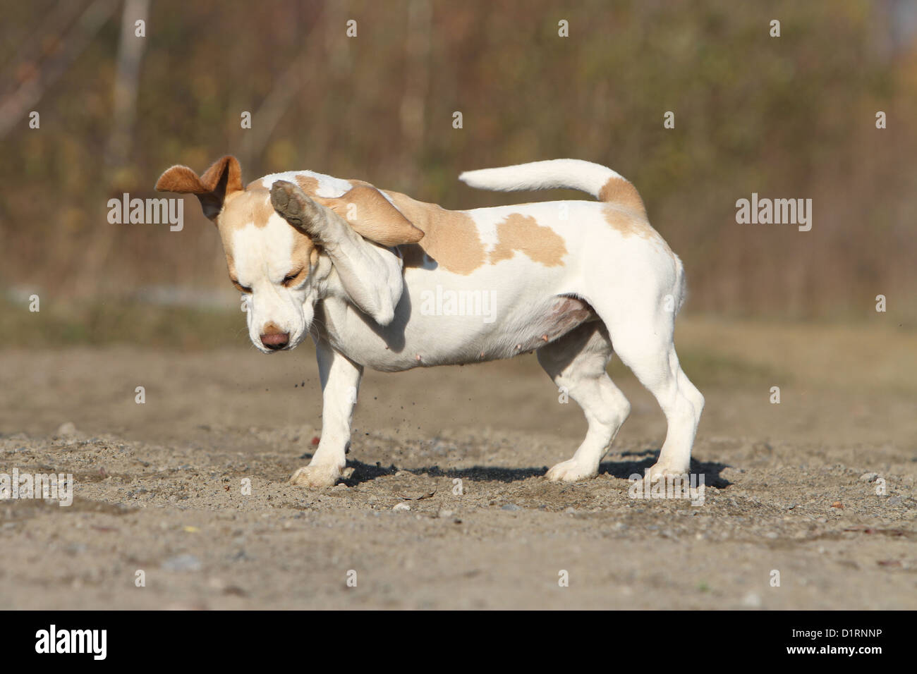 Scratching Ear Stock Photos & Scratching Ear Stock Images Alamy